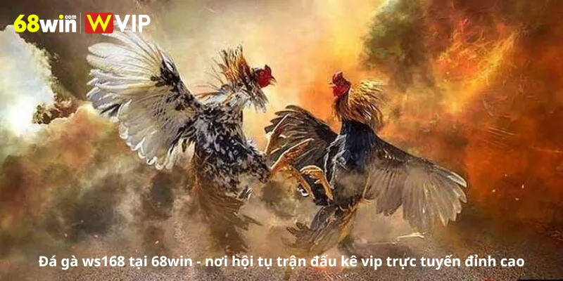 Đá gà ws168 tại 68win - nơi hội tụ trận đấu kê vip trực tuyến đỉnh cao
