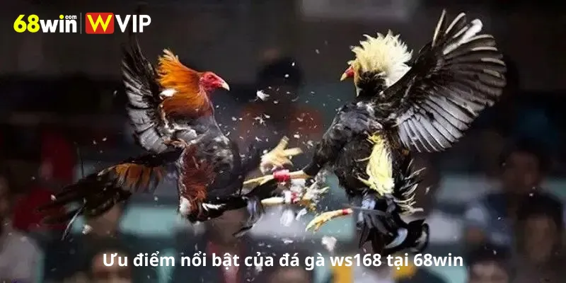 Ưu điểm nổi bật của đá gà ws168 tại 68win